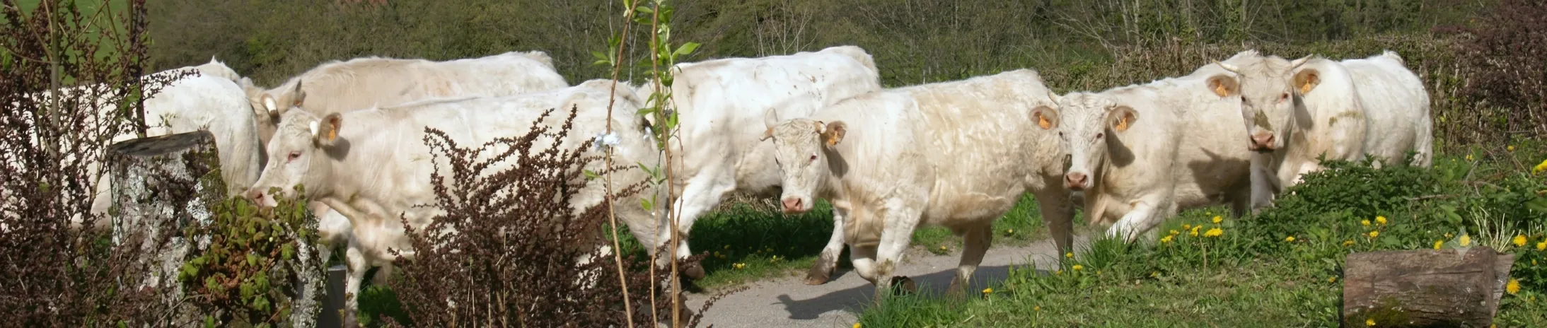 Witte Charolais-koeien op het landweggetje langs Les Brenots